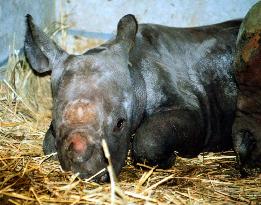 Calf of endangered rhino born